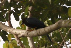 Cyanocorax yucatanicus
