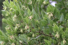 Arctostaphylos virgata