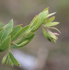 Arctostaphylos virgata