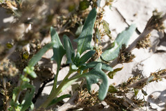 Blitum nuttallianum