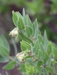 Arctostaphylos virgata