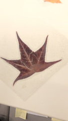 Liquidambar styraciflua