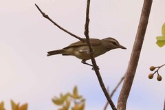 Vireo magister