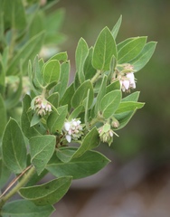 Arctostaphylos virgata