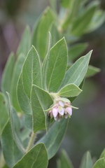 Arctostaphylos virgata