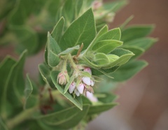 Arctostaphylos virgata