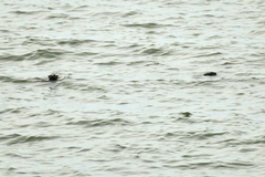 Hydrictis maculicollis