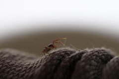 Thomisidae