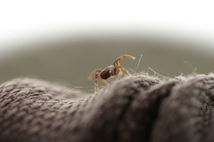Thomisidae