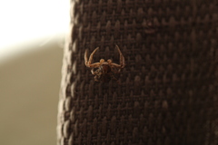 Thomisidae