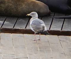 Larus occidentalis