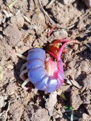 Scolopendra dehaani