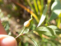 Dasineura salicifoliae