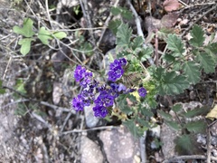 Phacelia scariosa