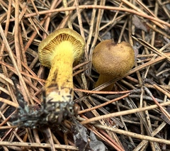 Cortinarius thiersii