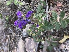 Phacelia scariosa