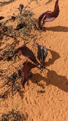 Rumex hymenosepalus