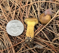 Cortinarius thiersii