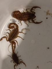 Centruroides limpidus