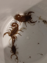 Centruroides limpidus