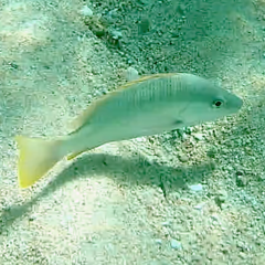 Lutjanus argentiventris