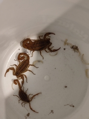 Centruroides limpidus