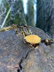 Flammulina velutipes
