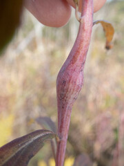 Lasioptera solidaginis