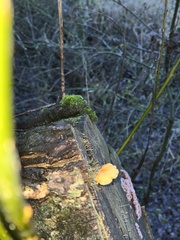 Flammulina velutipes