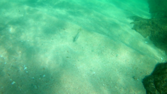 Lutjanus argentiventris