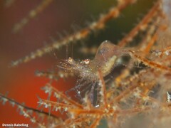 Periclimenes scriptus