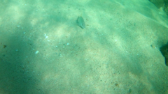 Lutjanus argentiventris
