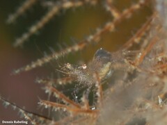 Periclimenes scriptus