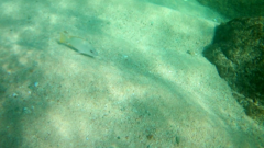 Lutjanus argentiventris