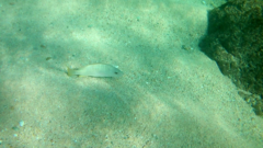 Lutjanus argentiventris
