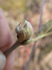 Dasineura serrulatae
