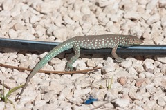 Cnemidophorus arubensis