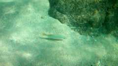 Lutjanus argentiventris