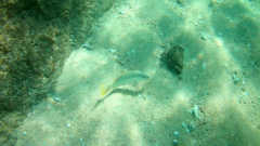 Lutjanus argentiventris