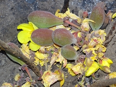 Cochlospermum