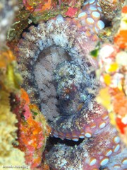 Octopus vulgaris