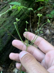 Zizia aurea