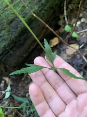 Zizia aurea