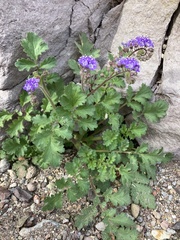 Phacelia scariosa