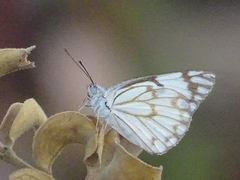 Lepidoptera