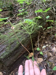 Zizia aurea