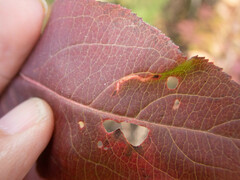 Aulagromyza orbitalis