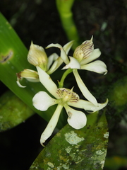 Prosthechea