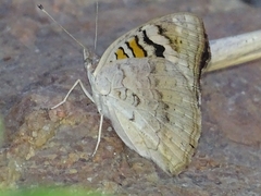 Lepidoptera