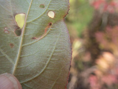 Aulagromyza orbitalis